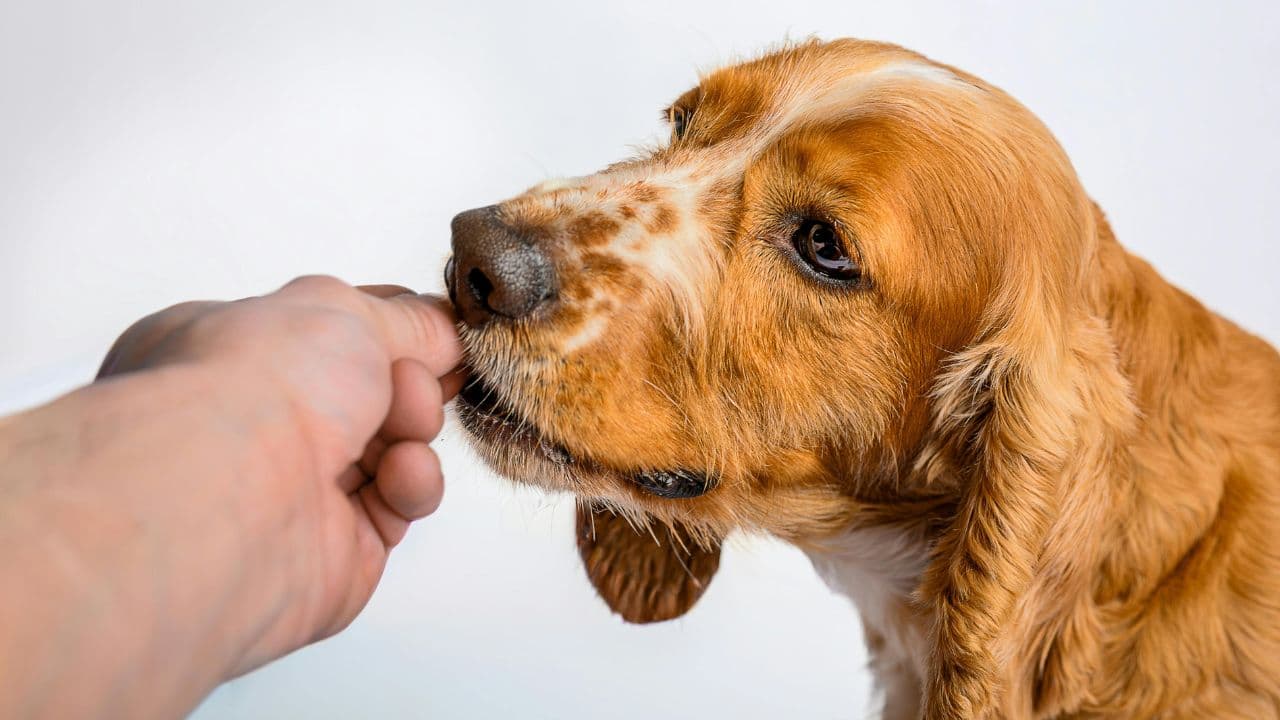 Perro de la comunidad POVU 4