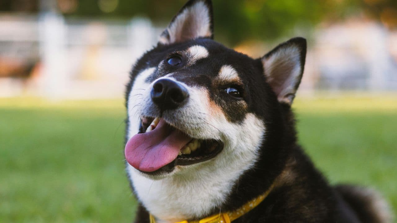 Perro de la comunidad POVU 2