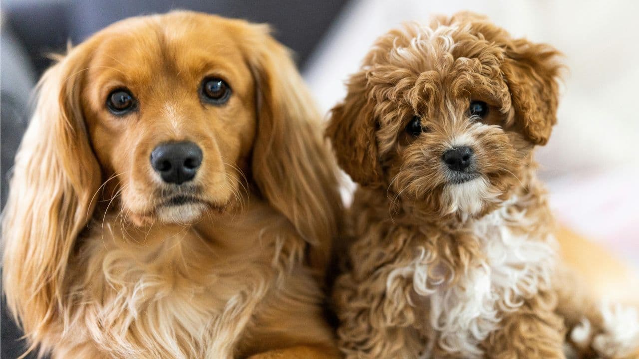 Perritos en familia, felices y saludables